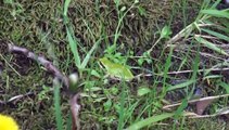 HD - Frog Jump Slow Motion