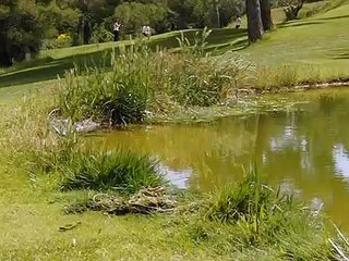 Frog jumping into water at golf course.AVI