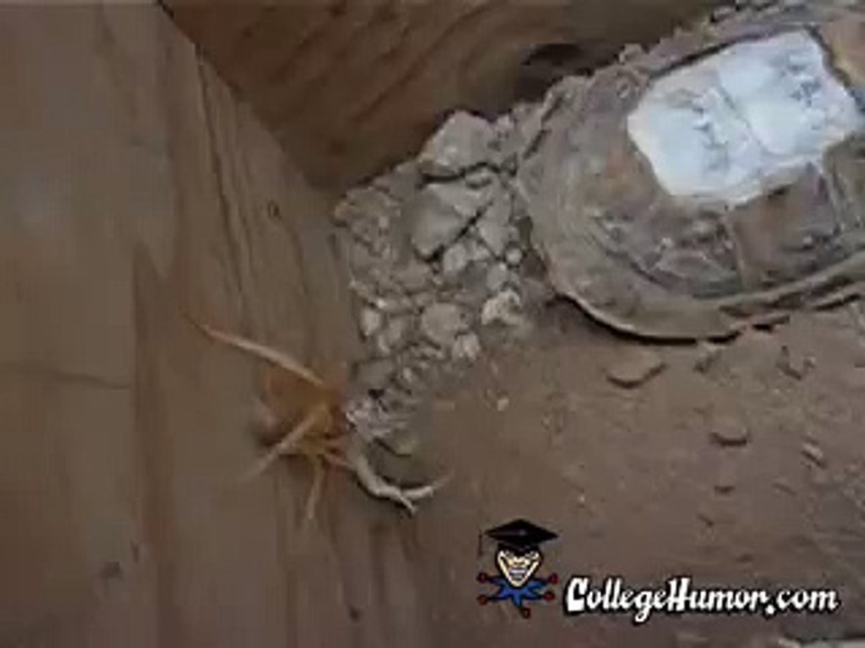 Camel Spider - Aranha Camelo