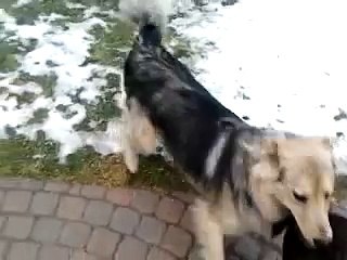 Senior dog citizen with two junior girl pups