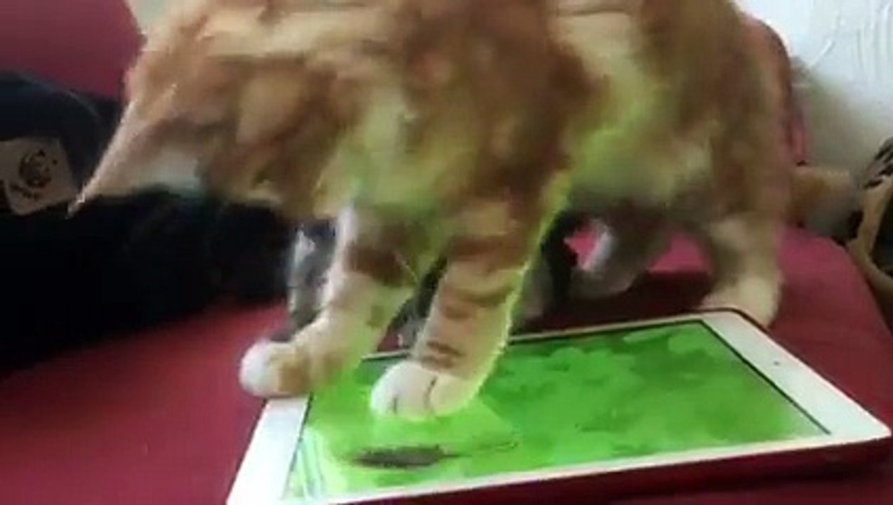 Révolution apple : l'ipad pour chats
