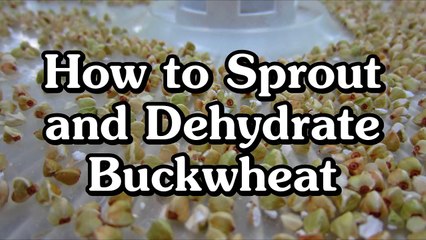 How to Soak, Sprout & Dehydrate Raw Buckwheat Groats for Raw Pie Crust, Cereal, etc.