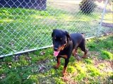 My rottweilers playing on a nice day. puppy Rottweiler rottie
