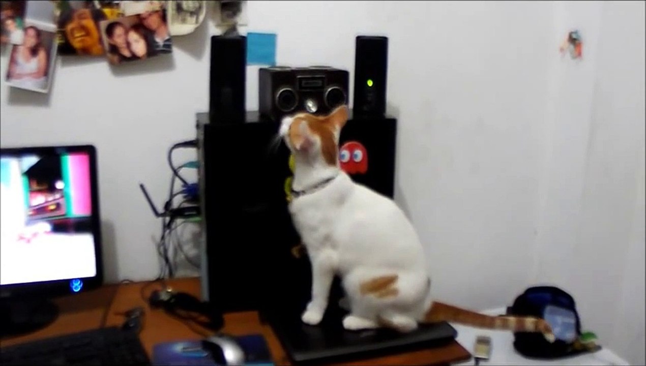 Sanduíche de Buceta - Reação Samuel (Gato)