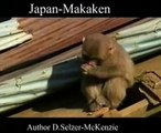 Japan-Makakern Affen Tiere Animals Natur SelMcKenzie Selzer-McKenzie