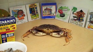 How to cook Dungeness Crab.