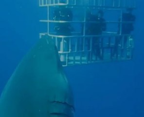 Deep blue: ¿El tiburón blanco más grande filmado?