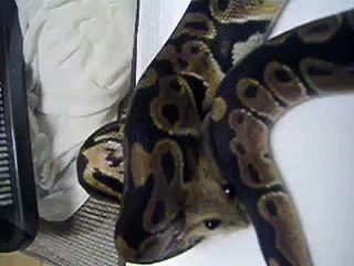 Ball Python "the Ball" Swallow a rat