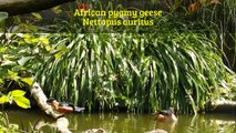 Sunbathing African pygmy geese in aviculture