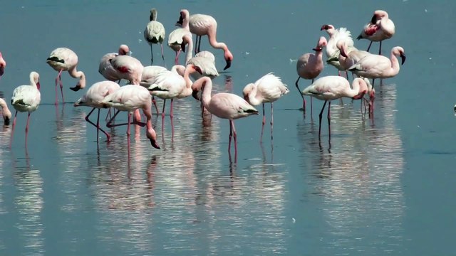 flamands roses à Walvis Bay