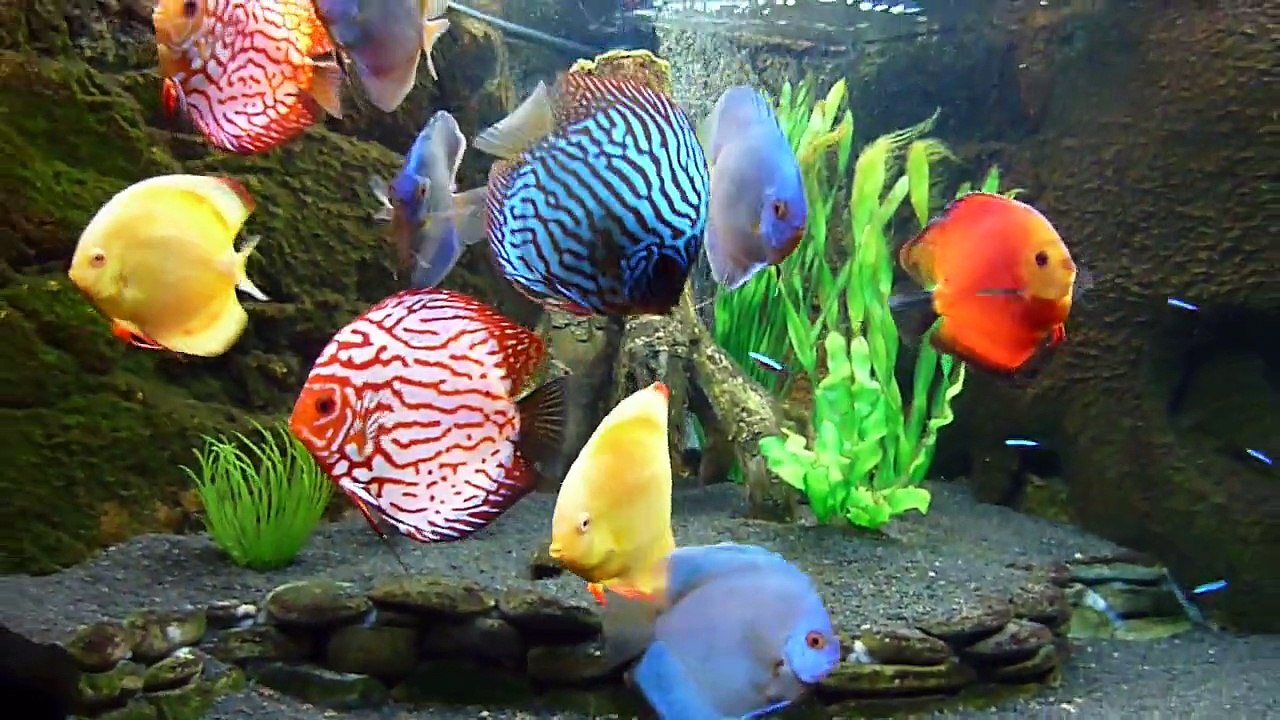 JUWEL Trigon 350  Diskusfische Discusfish Diskus Discus Rock&Root