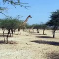 جزيرة صير بني ياس تشهد ولادة زرافتين صغيرتين Sir Bani Yas Welcomes Two Baby Giraffes