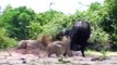 Lions attacks cape buffalo in Chobe 2014 HD