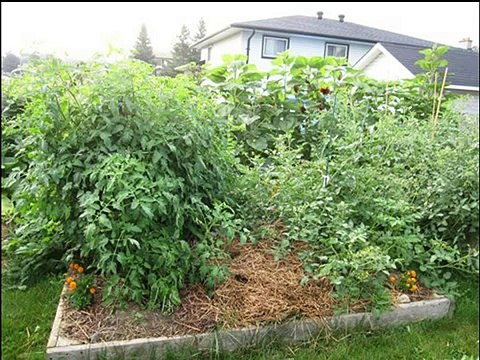 Composting Worms in Raised Beds