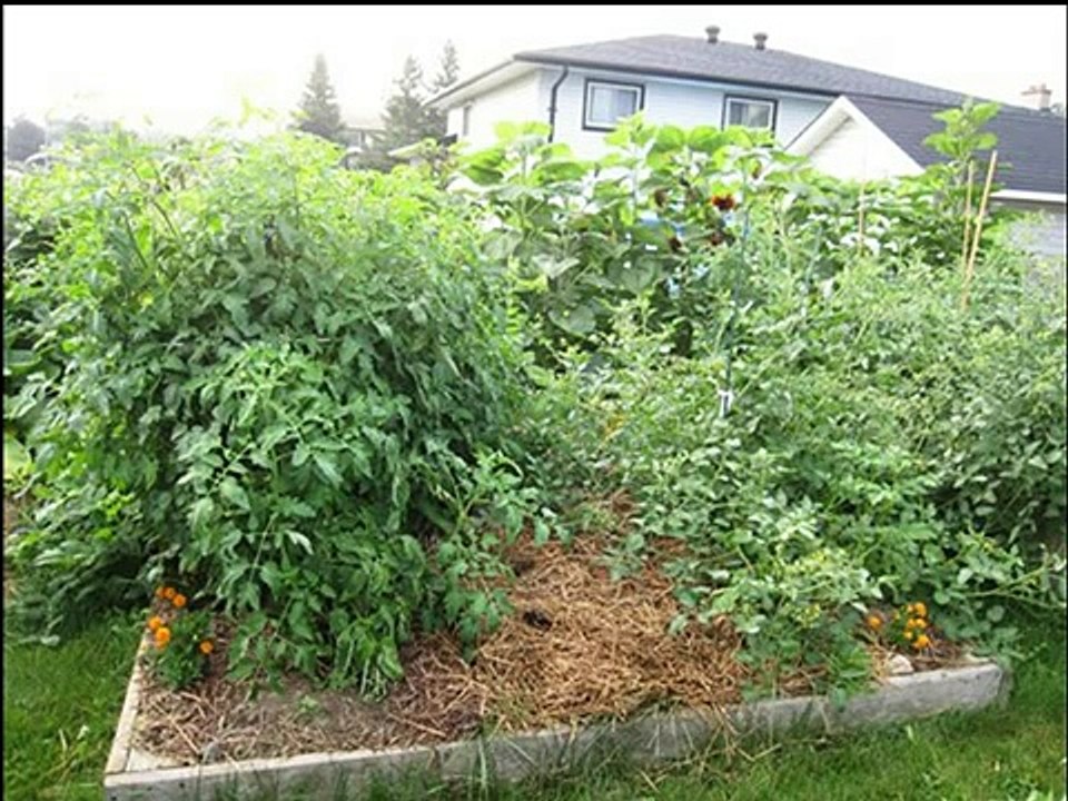 Composting Worms in Raised Beds