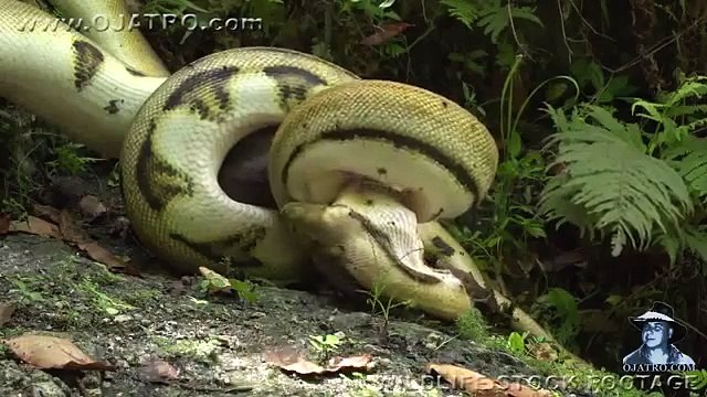 National Geographic Documentary Wild Animals attack National Geographic Animals ✔ ► P.4