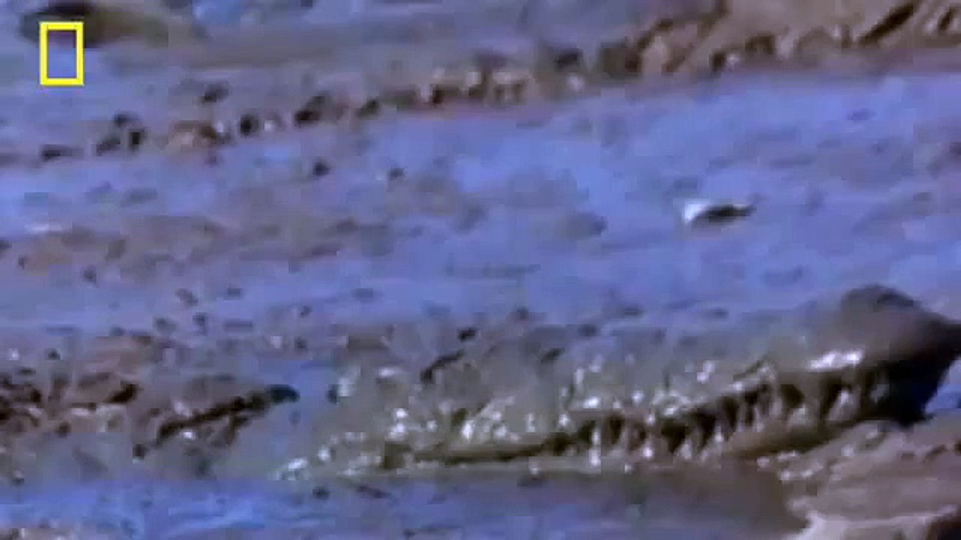 ⁣National Geographic Documentary Wild Animals attack National Geographic Animals ✔ ► P.3