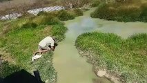 Enorme crocodile dans les eaux d'Australie