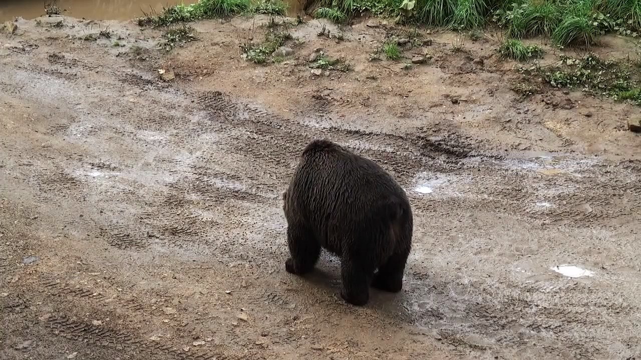 巨大ヒグマ出没