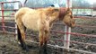horses starving/neglected