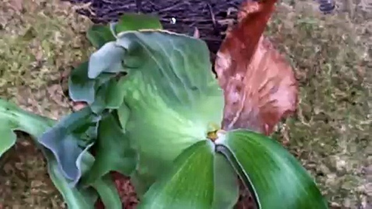 Platycerium andinum安地斯鹿角蕨