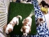 Susie Q's Sweet Cavalier King Charles Puppies at Six Weeks Old