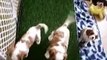 Susie Q's Sweet Cavalier King Charles Puppies at Six Weeks Old