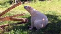 Eisbär Yoghi spielt mit blauer Plastiktonne - Polar bear Yoghi playing with blue plastic barrel