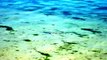 Baby Black Tip Reef Shark @ Tumon Bay, Guam on July 11th 2012
