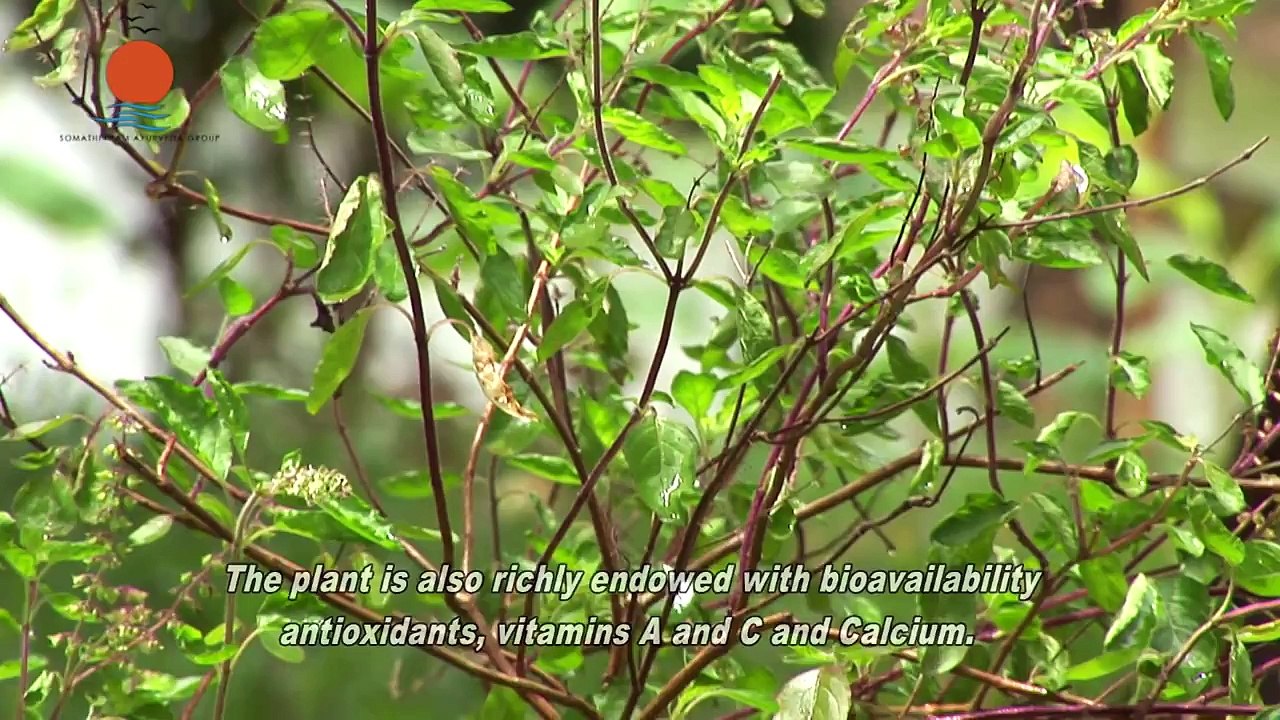 Thulasi or Holy Basil ('Ocimum sanctum') Ayurveda Medicinal Plant