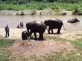 Elephants having mud baths (Elephant Nature Park, Chiang Mai)