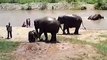 Elephants having mud baths (Elephant Nature Park, Chiang Mai)