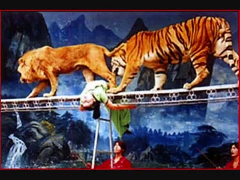 Tiger the largest of the big cats, compared with the small lion. Tiger vs lion.