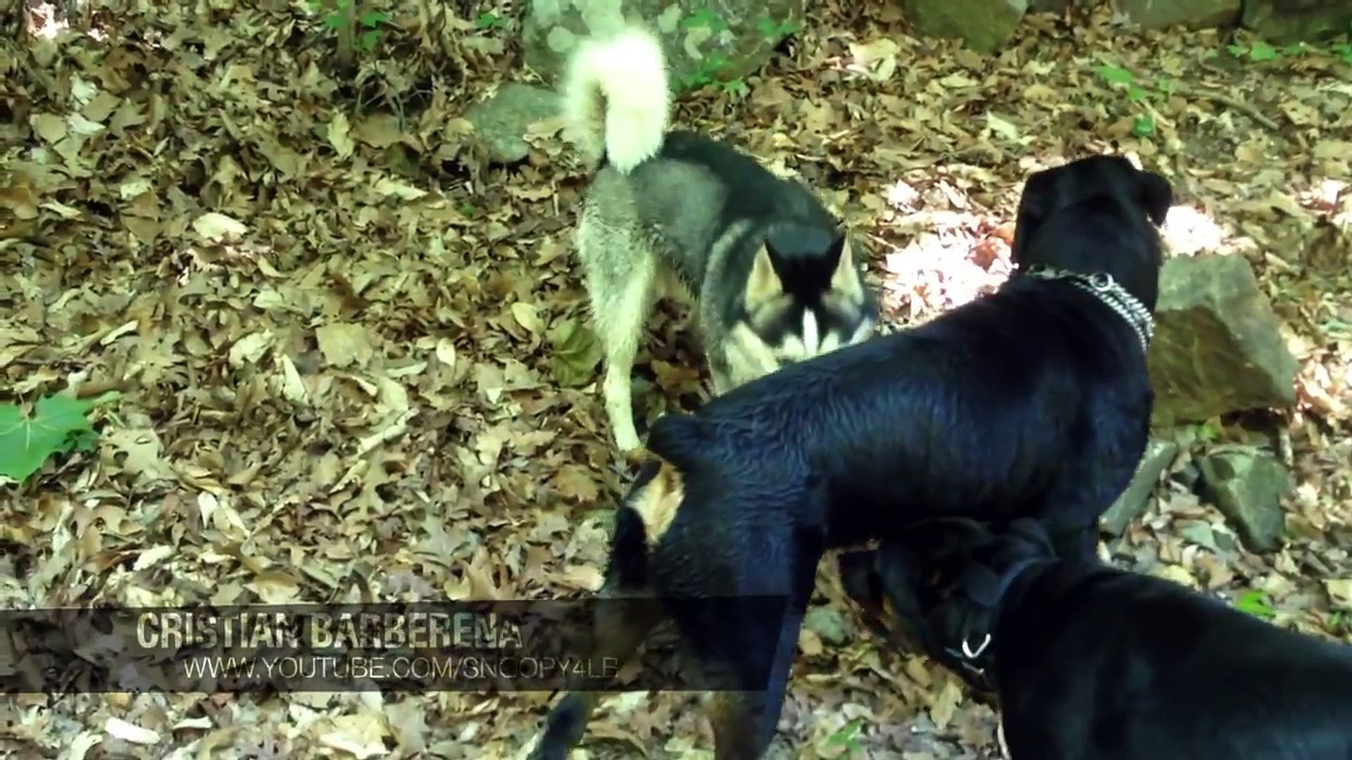 Rottweiler Vs Husky Video Dailymotion