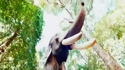 The Big Lion Gajakesari (2015) Hindi Dubbed  Watch Online 2