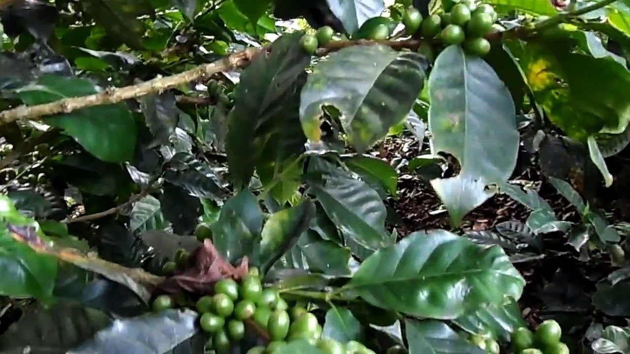 Una Finca Cafetera Sostenible en Salento