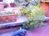 Animal dpt.  Crow & cats playing - Corvo e gatti giocano