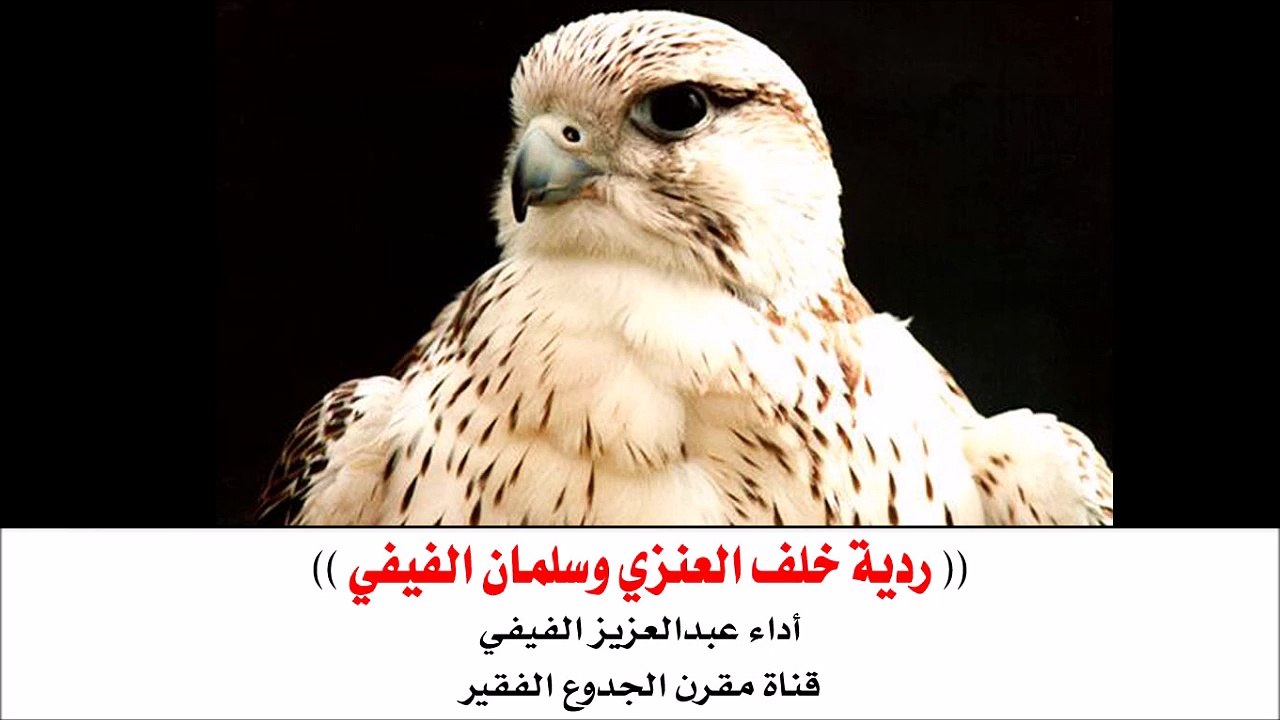 شيلة : ردية خلف العنزي و سلمان الفيفي - أداء عبدالعزيز الفيفي