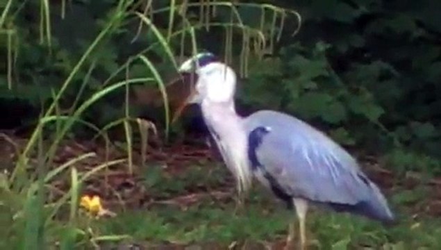 Great Blue Heron eating big fish.