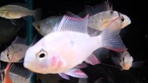 Bolivian Ram Cichlid (Mikrogeophagus altispinosus) - Tropical Fish