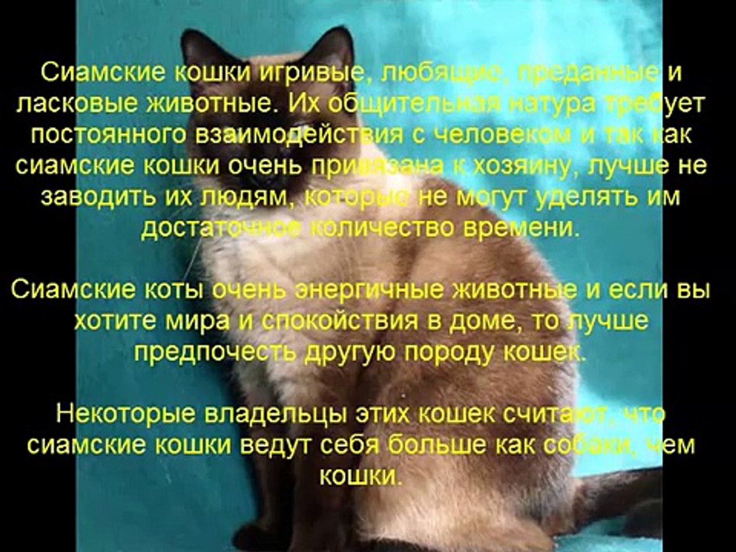 ⁣сиамская кошка описание породы содержание и уход