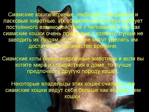 сиамская кошка описание породы содержание и уход