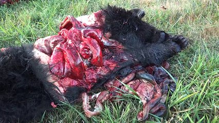 CUTE BLACK BEAR CUBS FOUND DEAD ON ROADSIDE GRAPHIC
