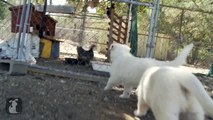 German Shepherd Puppies Chase After Chickens