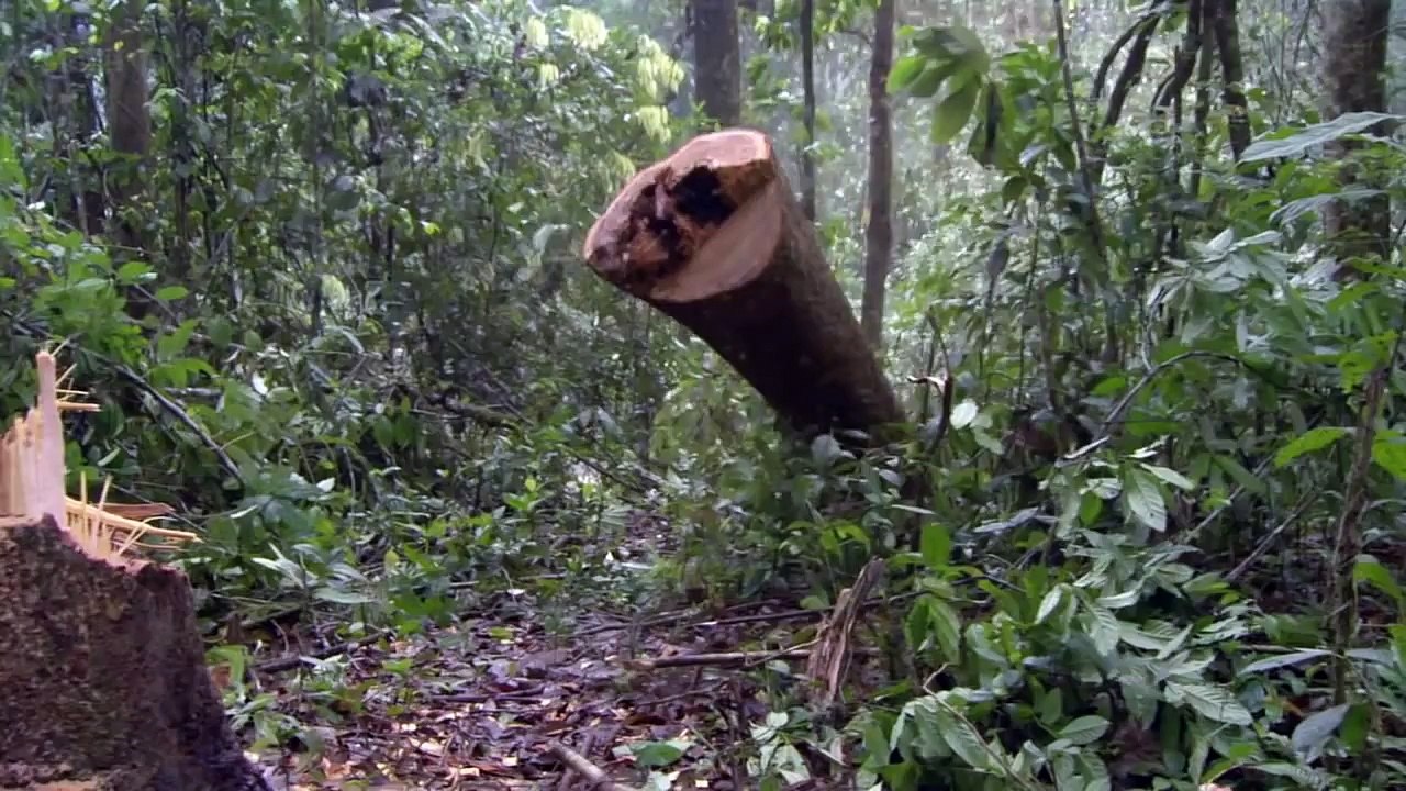The Logging Elephants of India