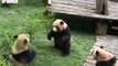 Female Panda Watches as Males Do Battle