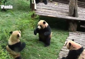 Female Panda Watches as Males Do Battle