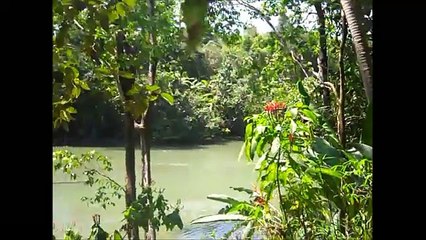 Crocodile in Corcovado Park Osa Penninsula