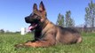 Lexi vom Kraftwerk - Trained German Shepherd Puppy For Sale