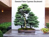Chicago Botanic Garden Bonsai Trees.wmv